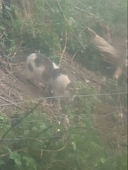 Mami kontrolliert das Gelände