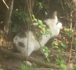 Schnell zurück in den Bau