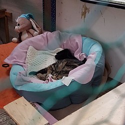 Nickerchen im Katzenwagen