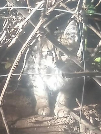 Erster Kontakt mit uns als sie frierend im Gebüsch sitzt