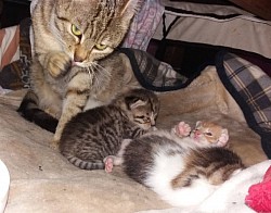 Tyga und der erste Wurf