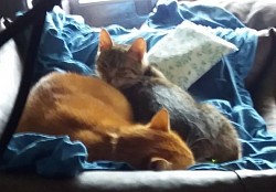 Tyga mit Mikesch am schmusen