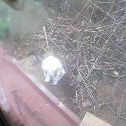 Whitey mit ca. 10 Wochen