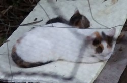 Whitey mit Safi ganz entspannt