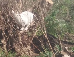 Whitey mit Mikey am streunern