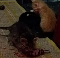 Playtime