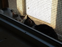 Linus+Safi gefällt es nicht im Katzenhaus