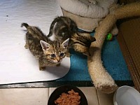 Fundkitten Anton und Pünktchen