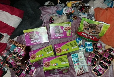 Katzenwunderland😉