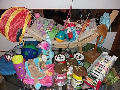 Katzenspieleparadies