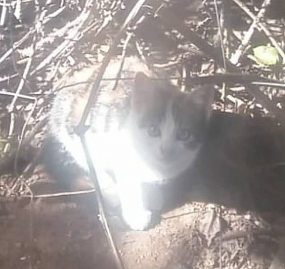 Kitty die neugierige