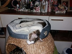 Neues Katzenbett