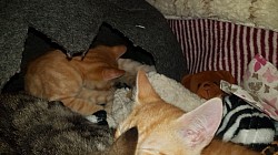 Alle wollen in die Höhle