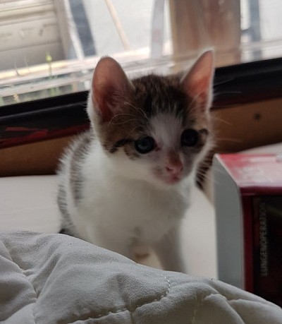 Joschi der verträumte