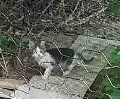 Safi ca. 6 Wochen alt