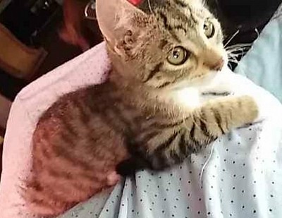 Die Ruhe auf Mamas Schoß genießen