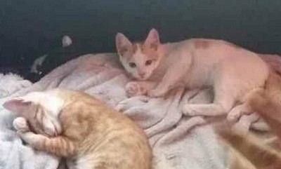 Die zwei Freunde am chillen