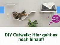 DIY Catwalk by Fressnapf